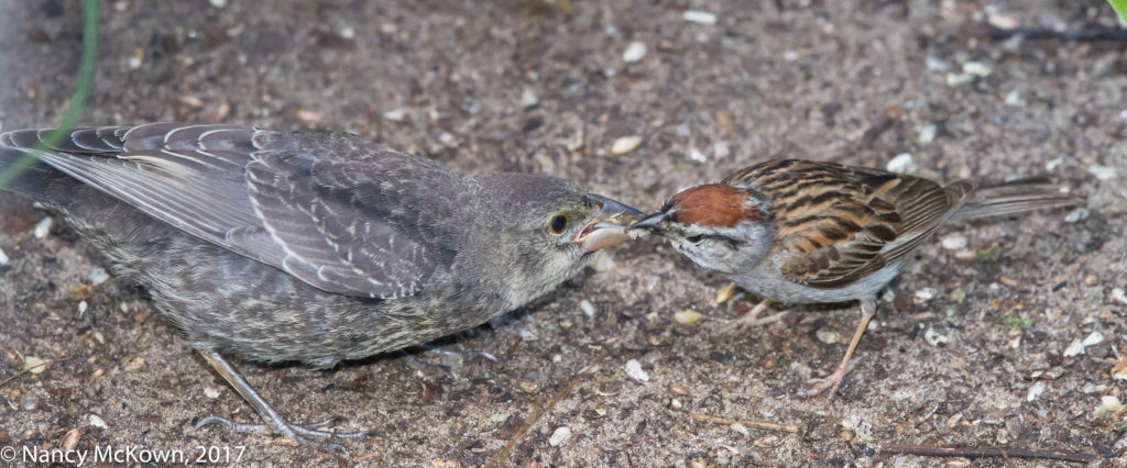 Photo of Chipping Sparrow with Cowbird