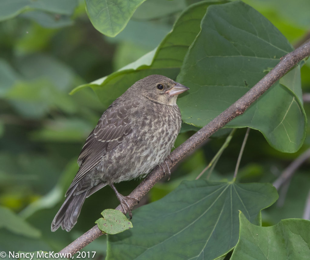 Photo of Brown Headed Cowbird