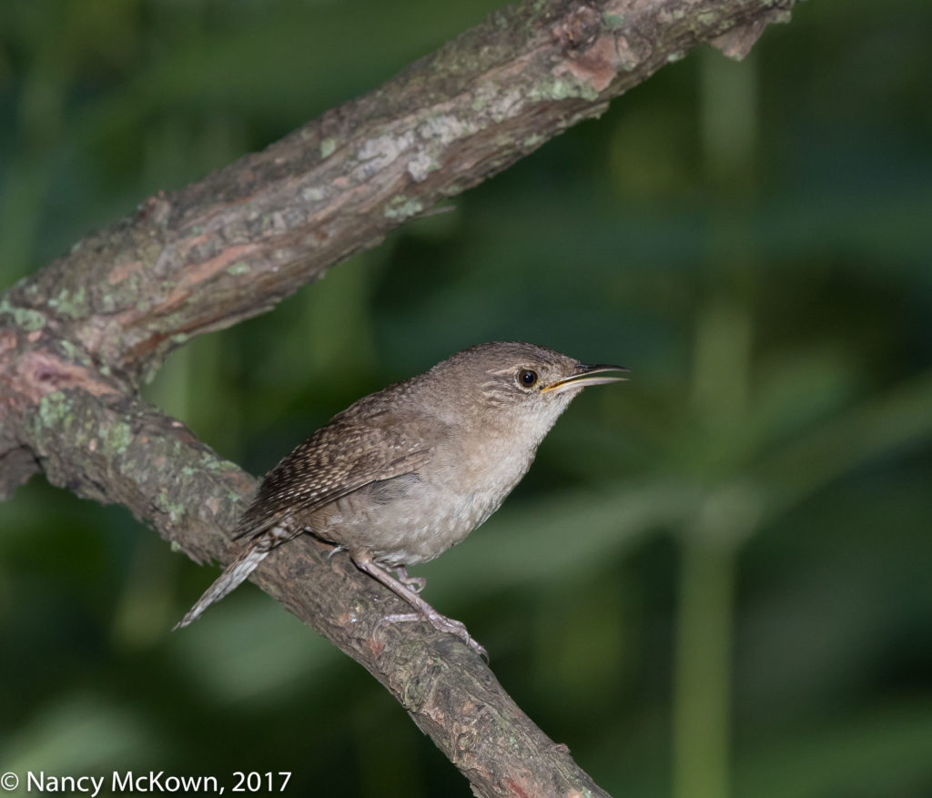 House Wren