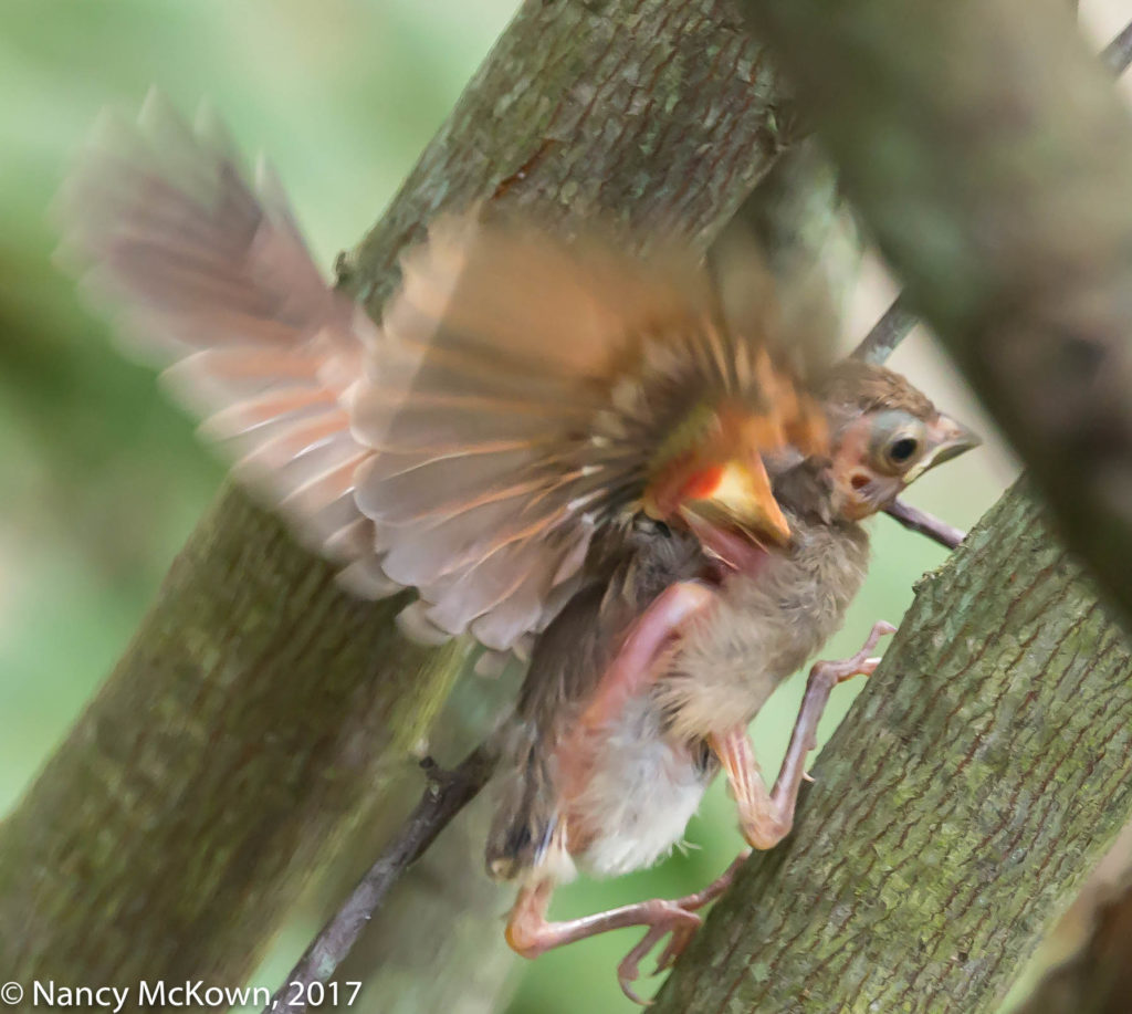 Northern Cardinal Youngster