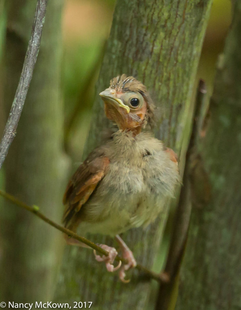 Photo of Fledgling Cardinal