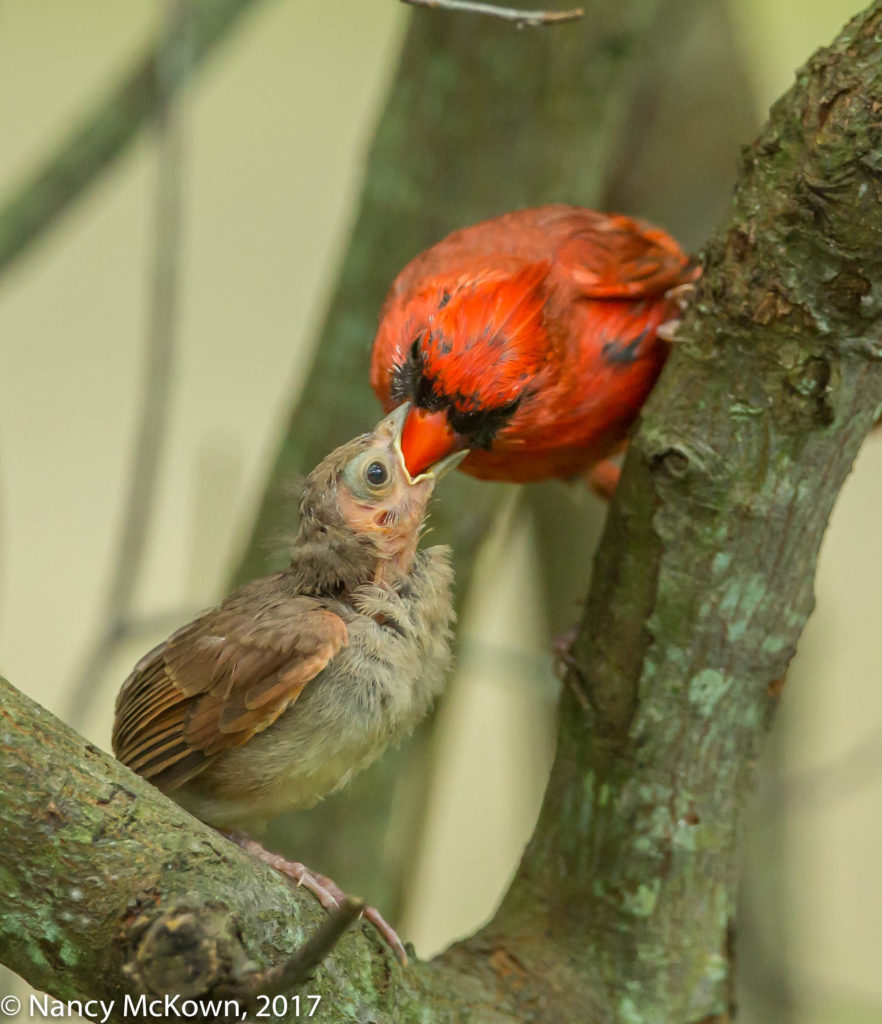 Photo of Cardinals