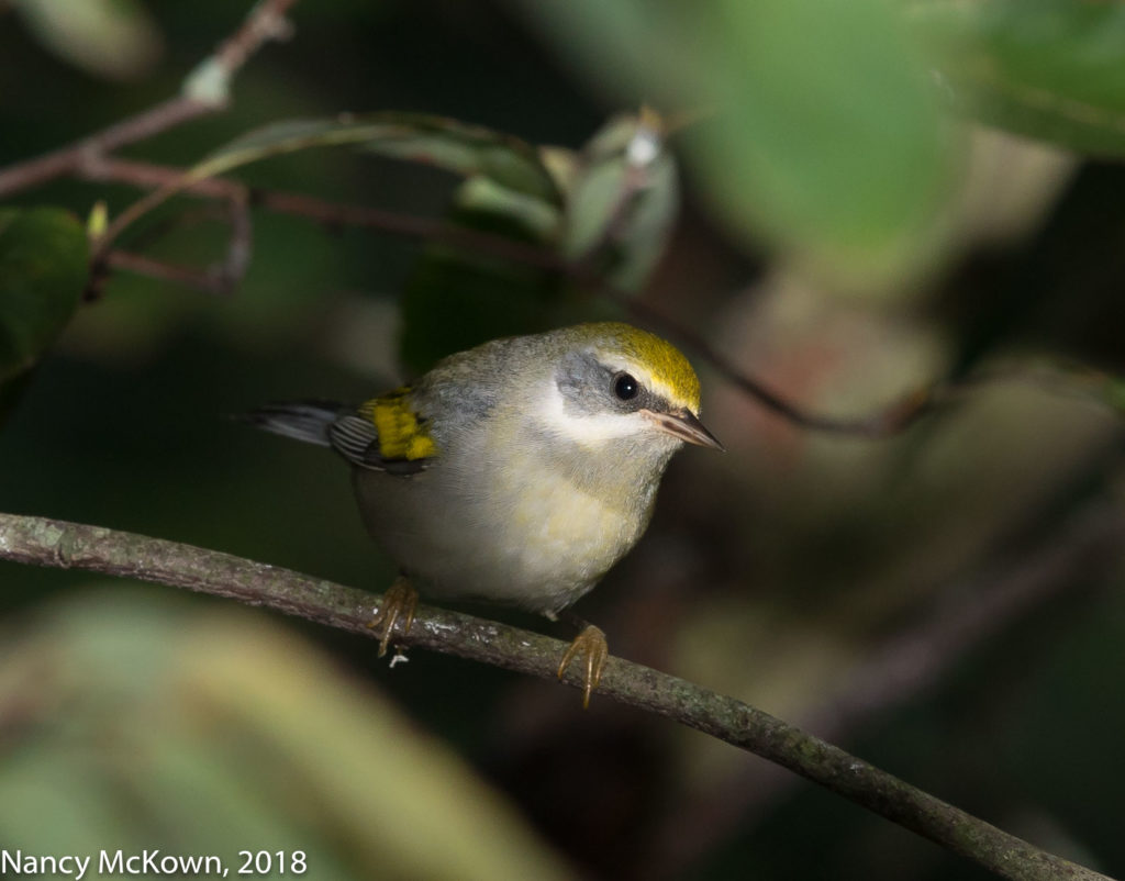 Golden Winged Warbler