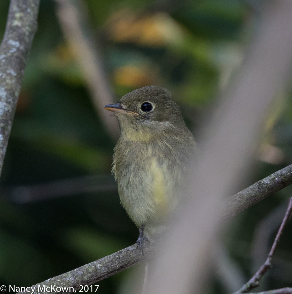 Least Flycatcher