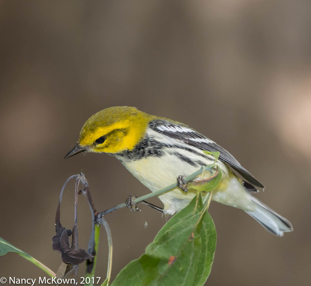 Black throated Green Warbler