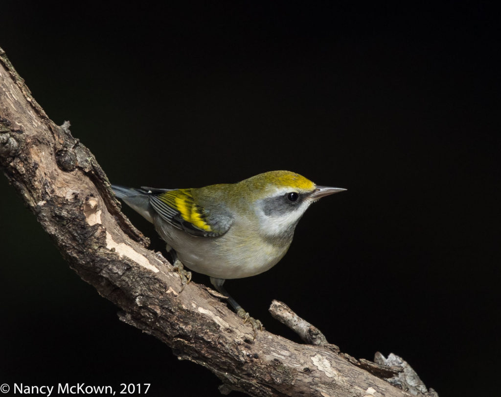 Golden Winged Warbler