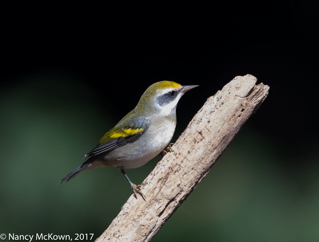 Golden Winged Warbler