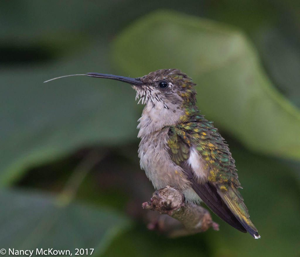 Ruby Throated Hummer