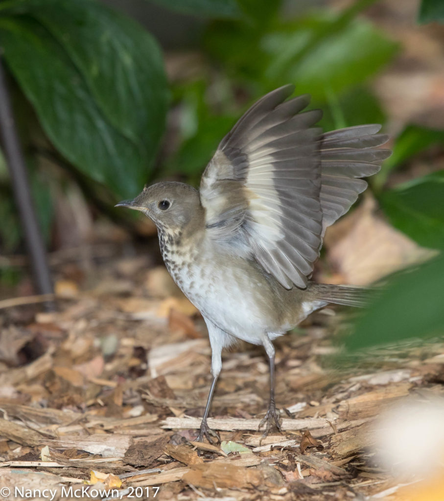 Photo of Swainson Thrush