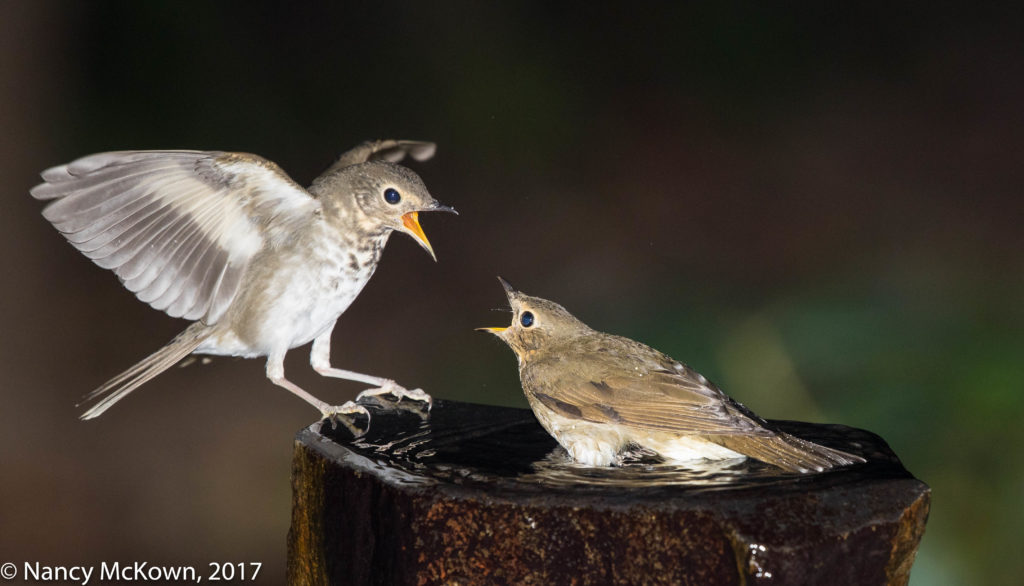 photo of Swainson Thrushes