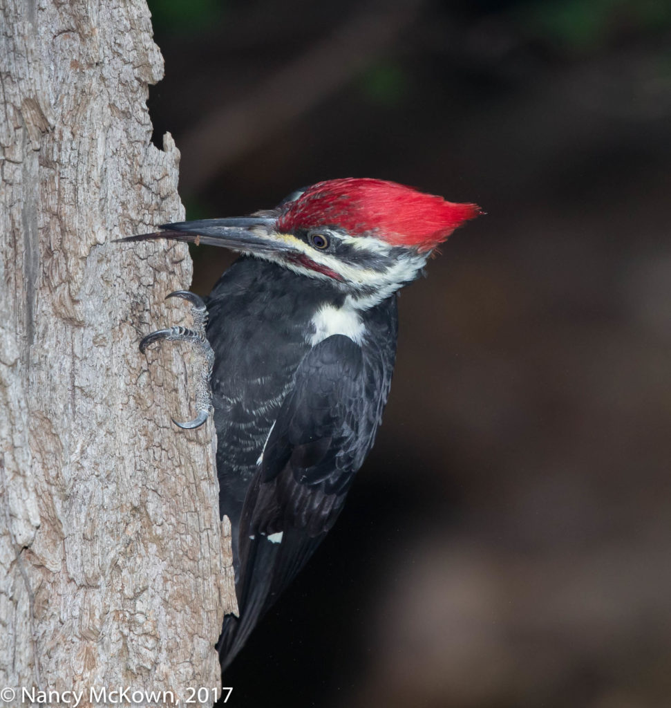 Pileated Woodpecker