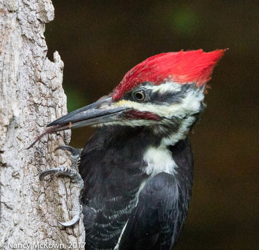 Pileated Woodpecker