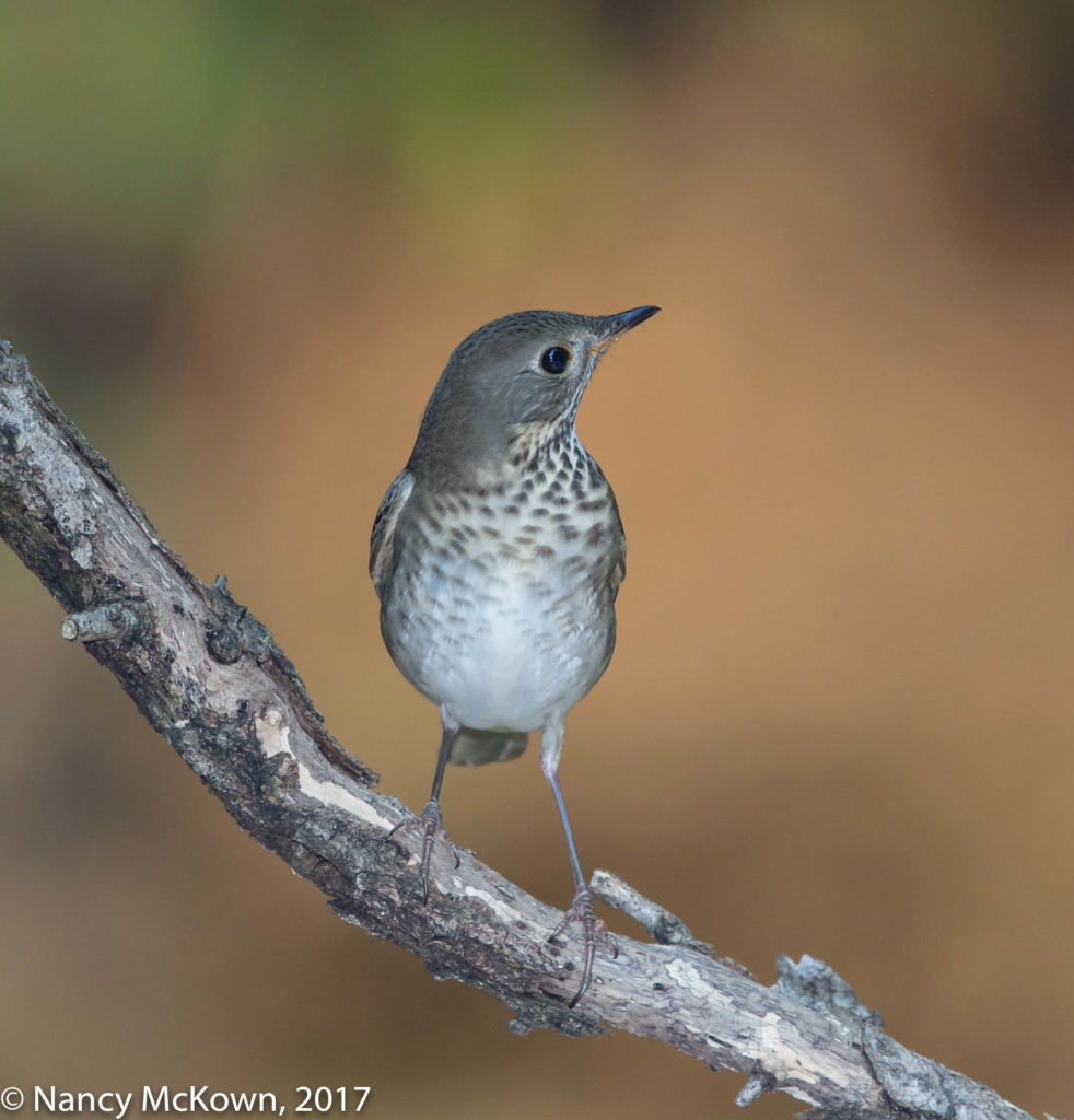 photo of Gray Cheeked Thrush