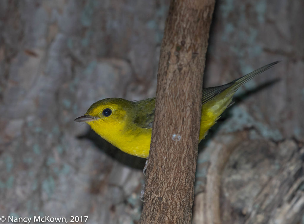 Hooded Warbler, female