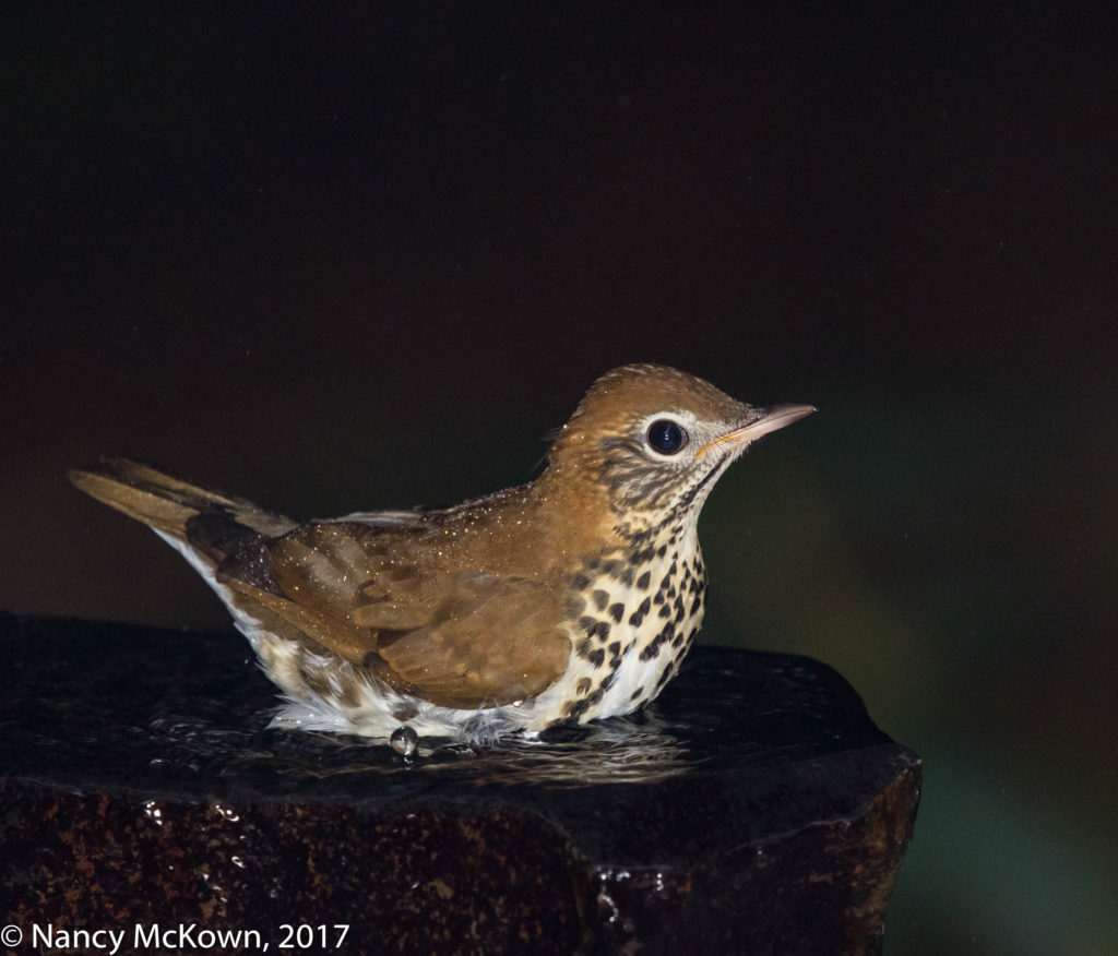 Wood Thrush