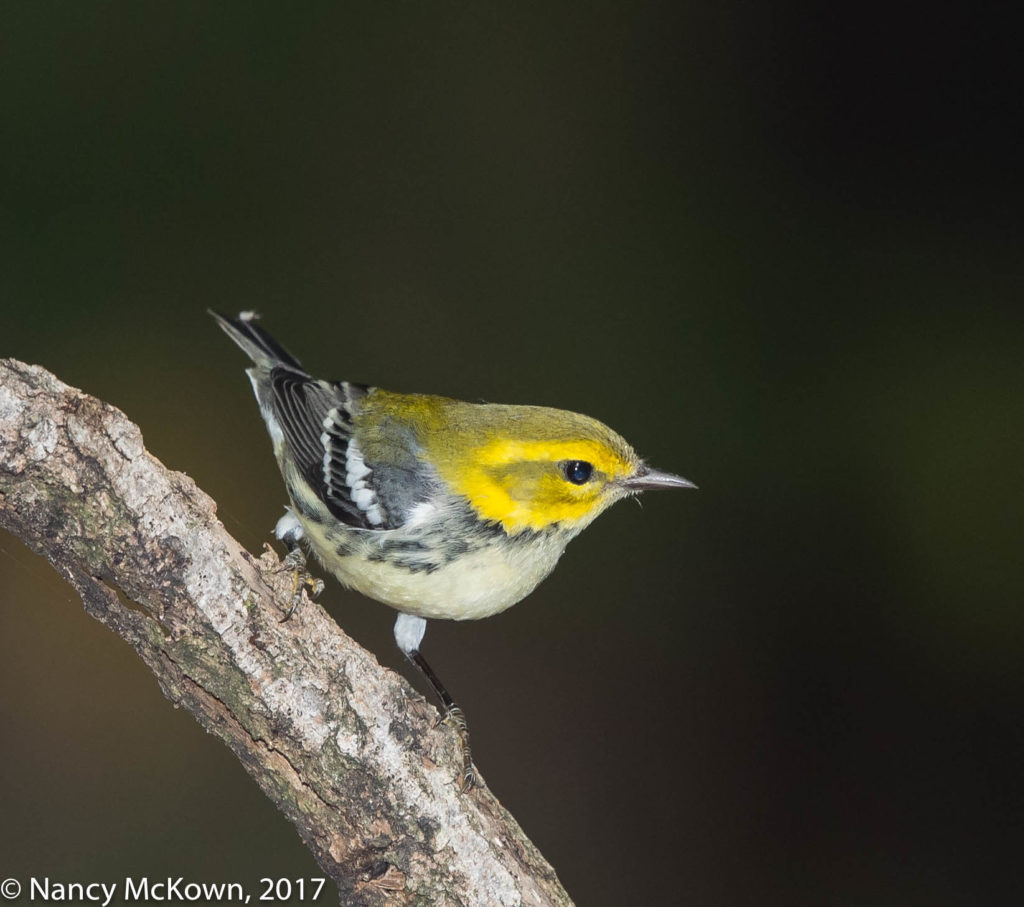 Black Throated Green Warbler