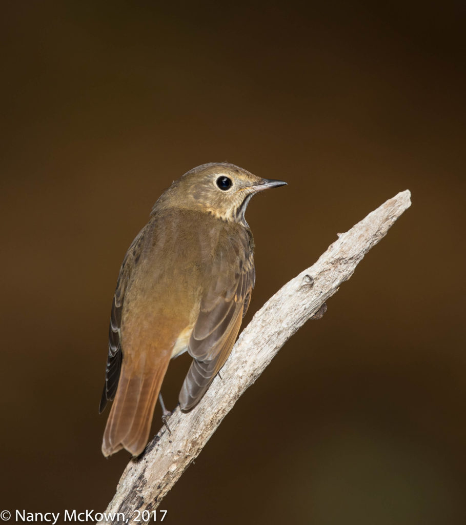 Photo of Wood Thrush