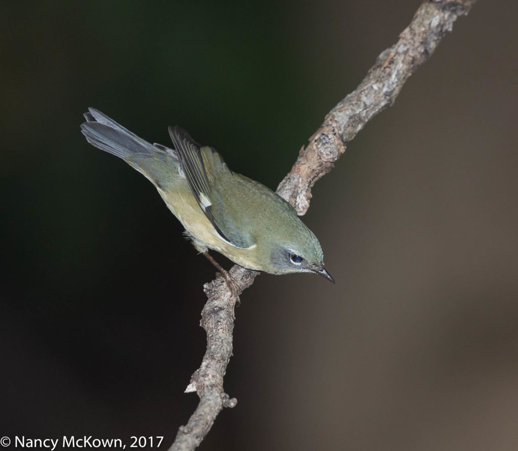 Female Black Throated Blue Warbler