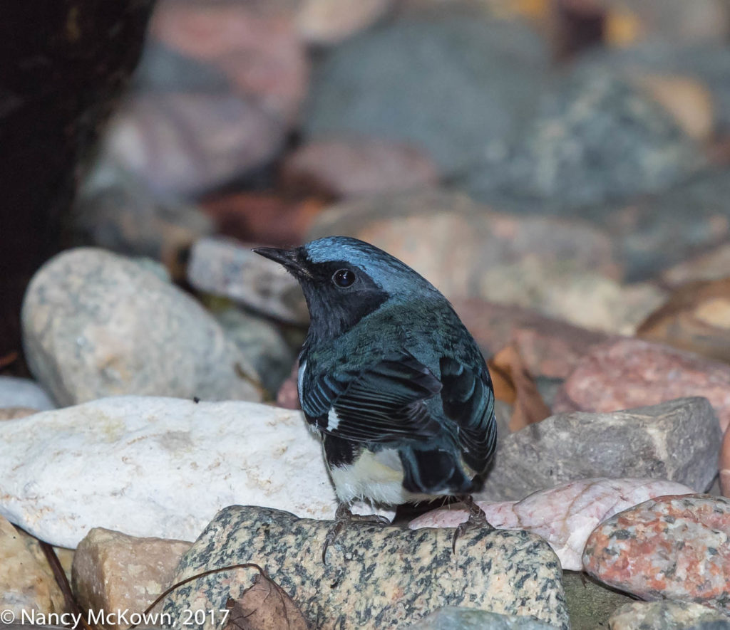 Photo of Black Throated Blue Warbler