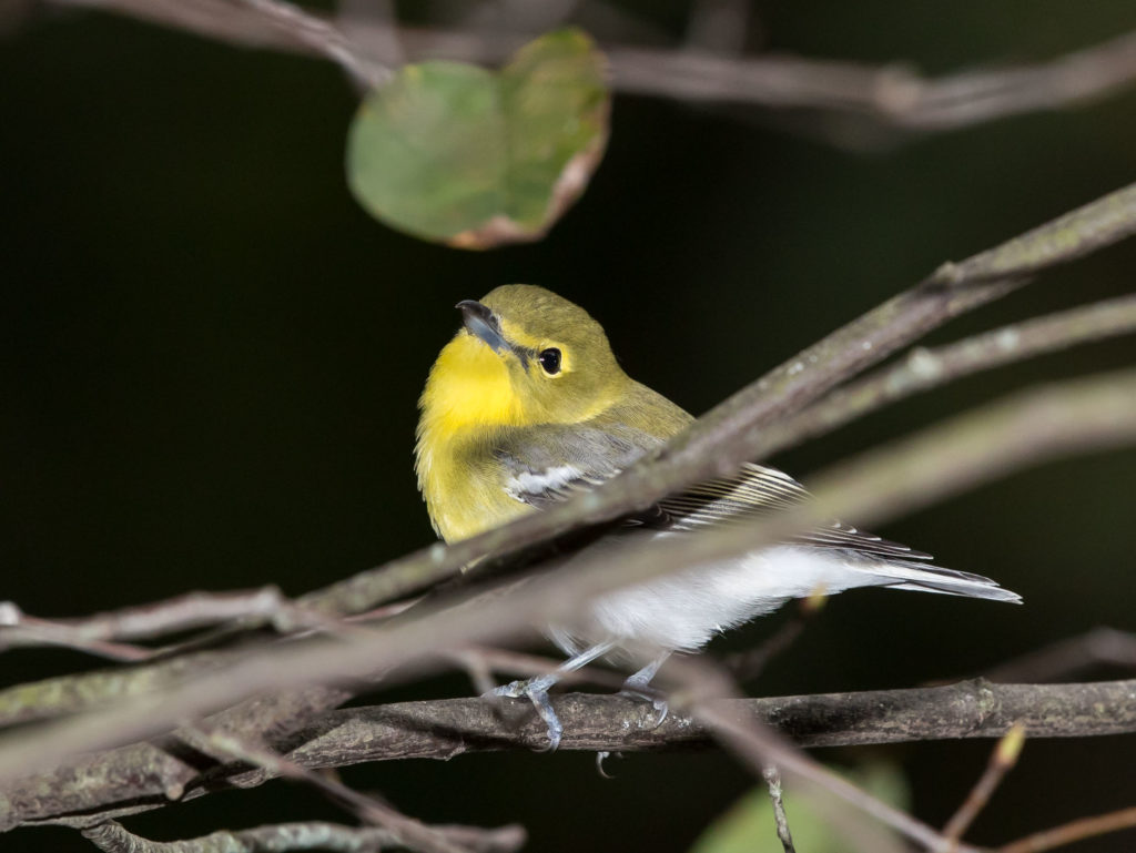 Yellow Throated Vireo