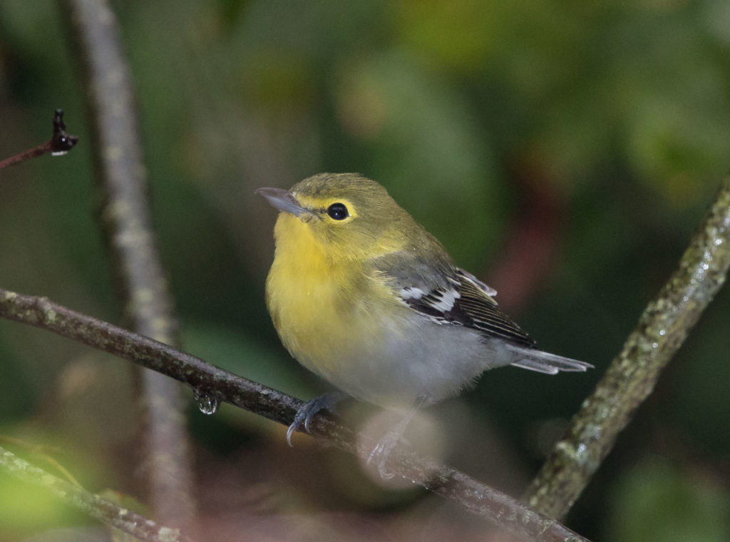 Photo of Yellow Throated Vireo