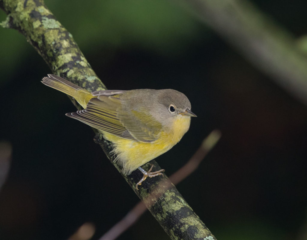 Nashville Warbler