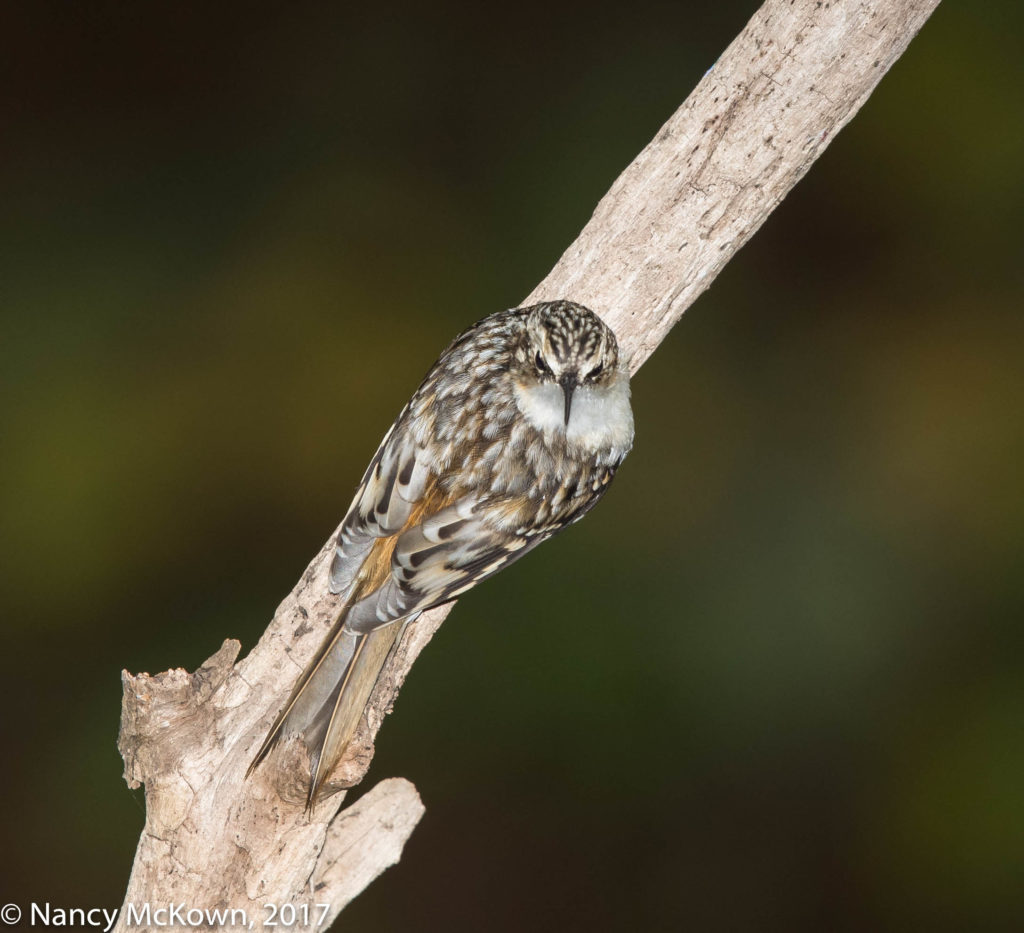 Photo of Brown Creeper