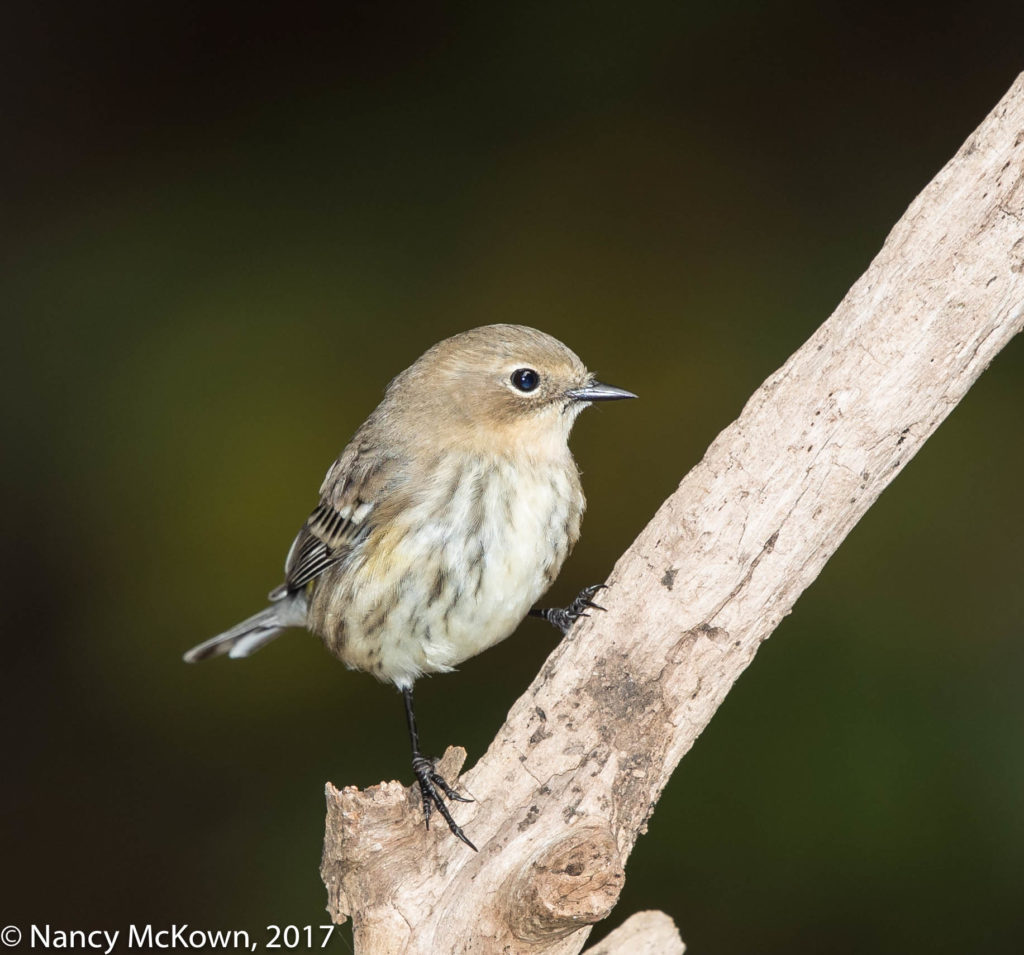 Photo of Yellow Rumped Warbler