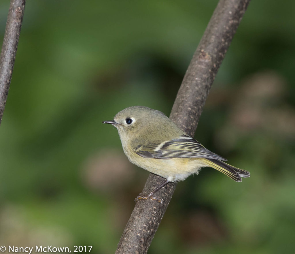 Ruby Crowned Kinglet