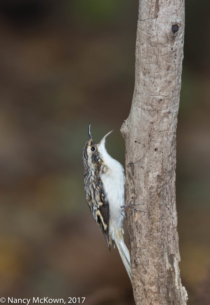 Brown Creeper