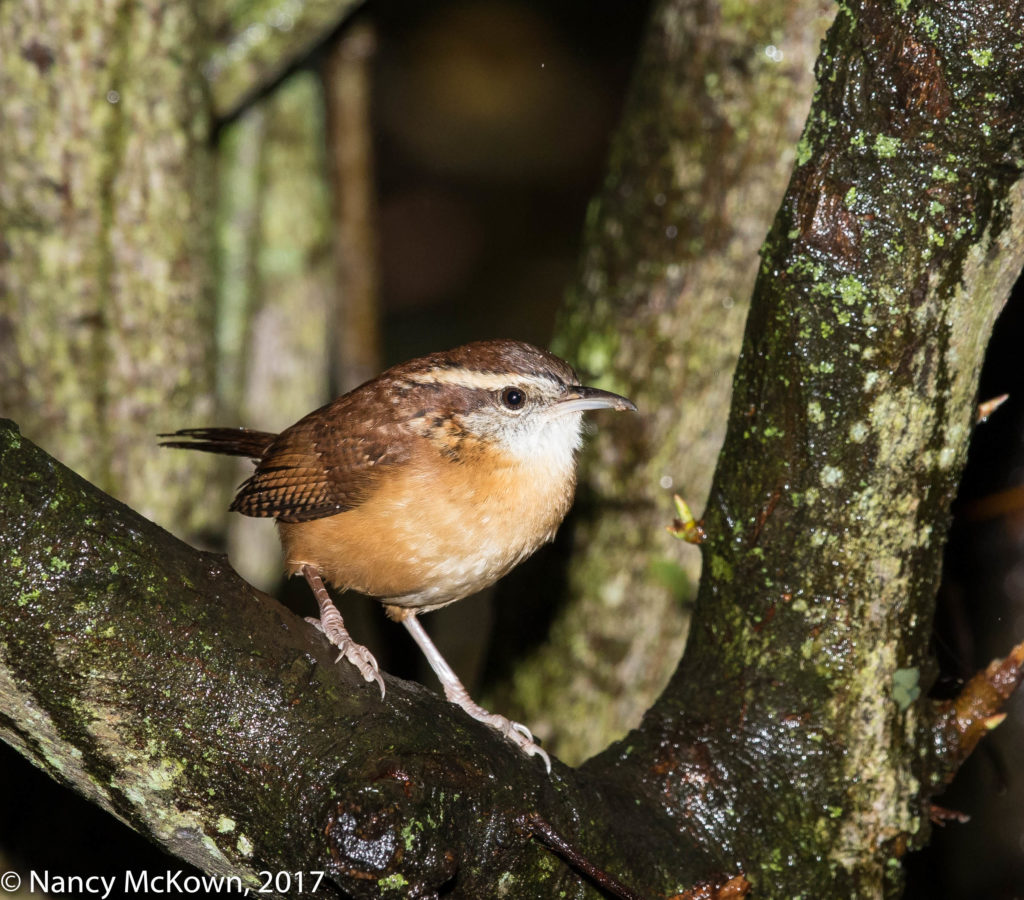 Photo of Carolina Wren