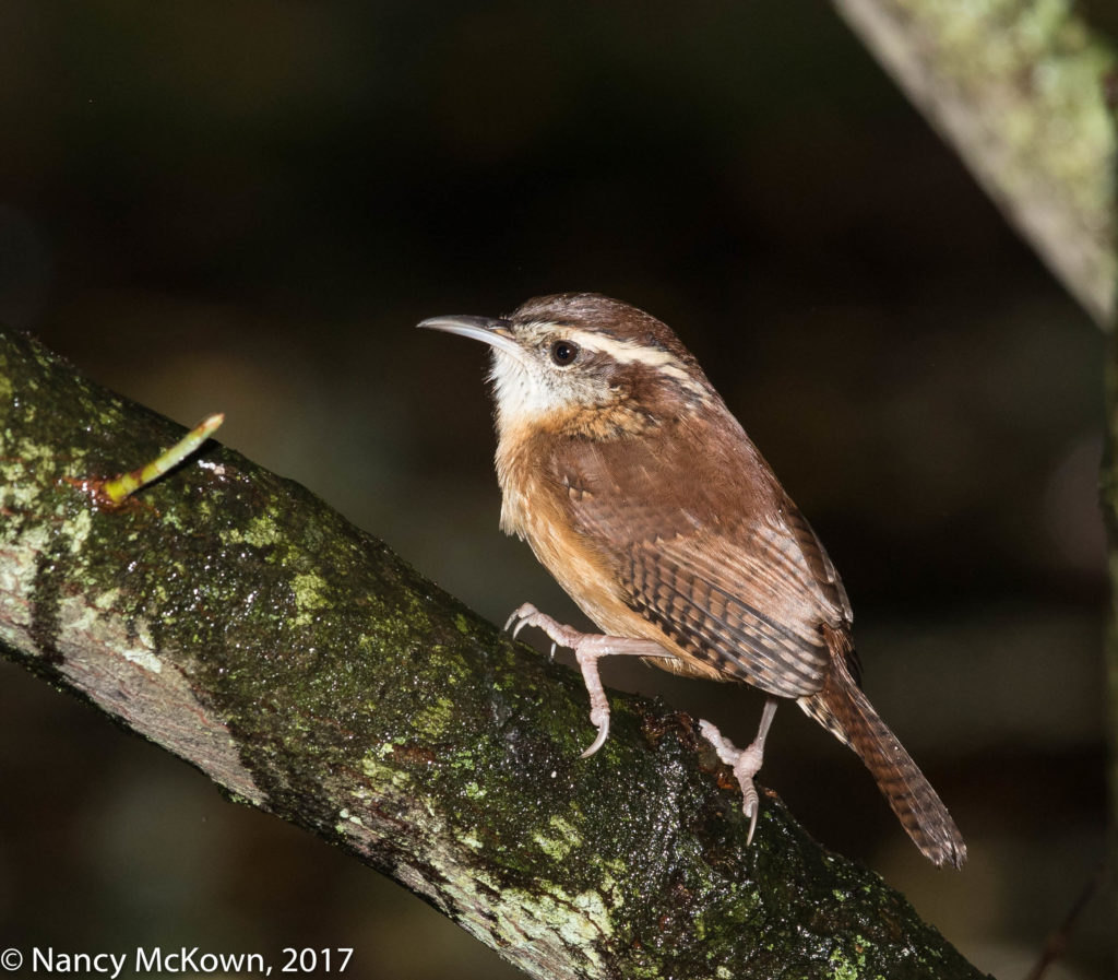 Photo of Carolina Wren