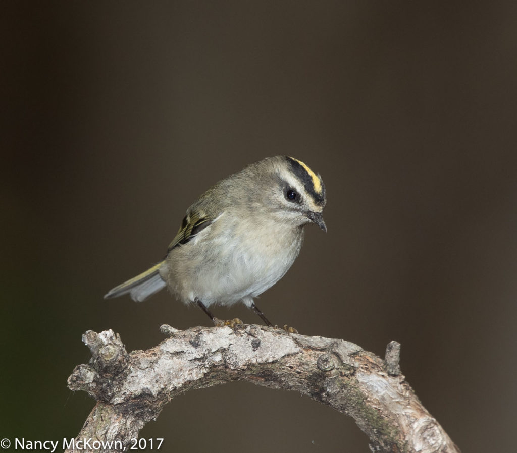 Gold Crowned Kinglet