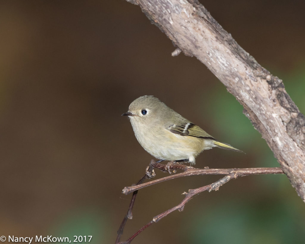 Ruby Crowned Kinglet