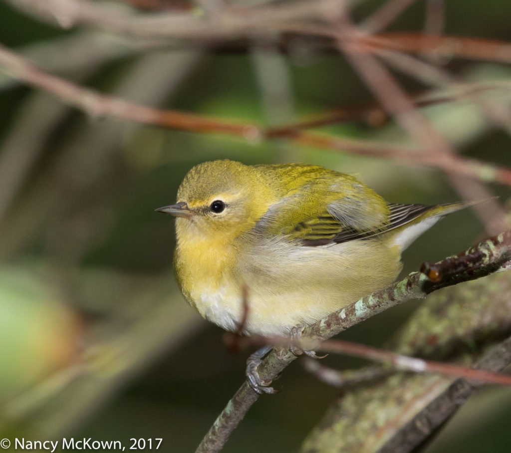 Tennessee Warbler