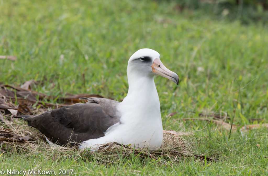 Laysan Albatross