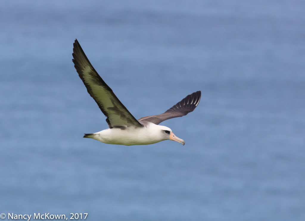 Laysan Albatross