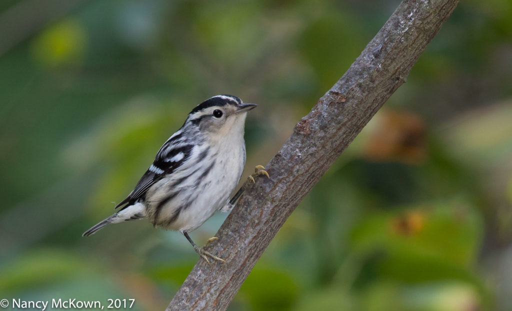 Black and White Warbler