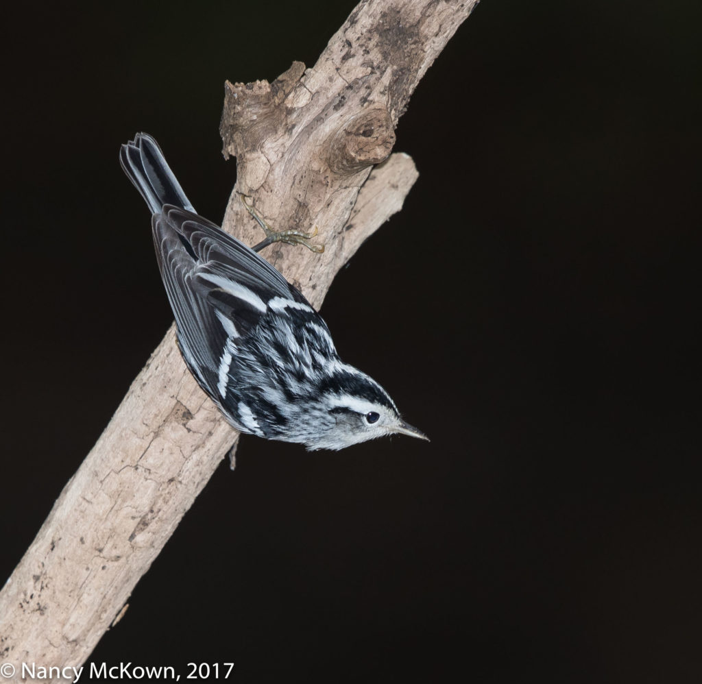 Black and White Warbler