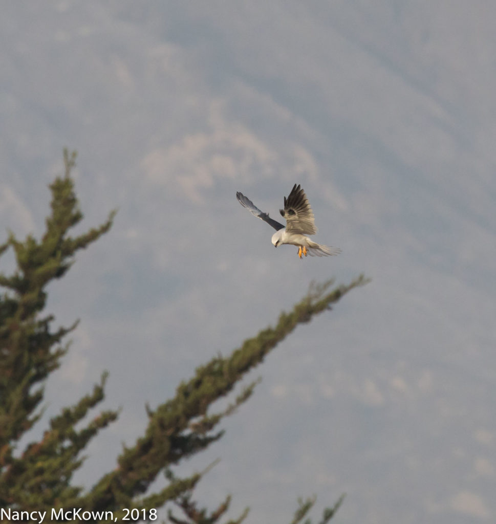 White Tailed Kite