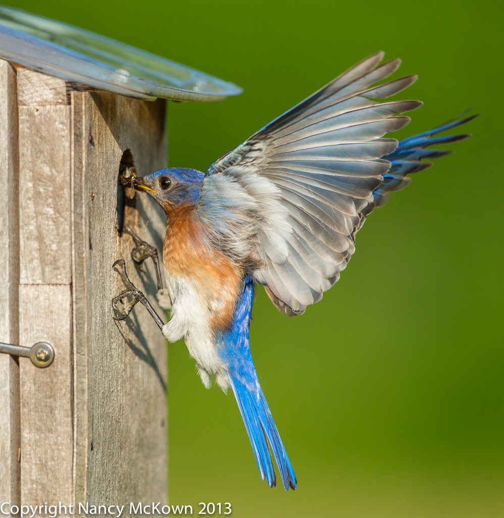 Photographing BlueBirds | Welcome to NancyBirdPhotography.com