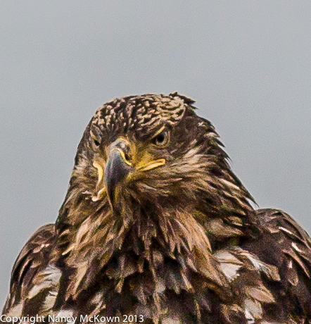 Bald Eagle with Deformed Lower Beak
