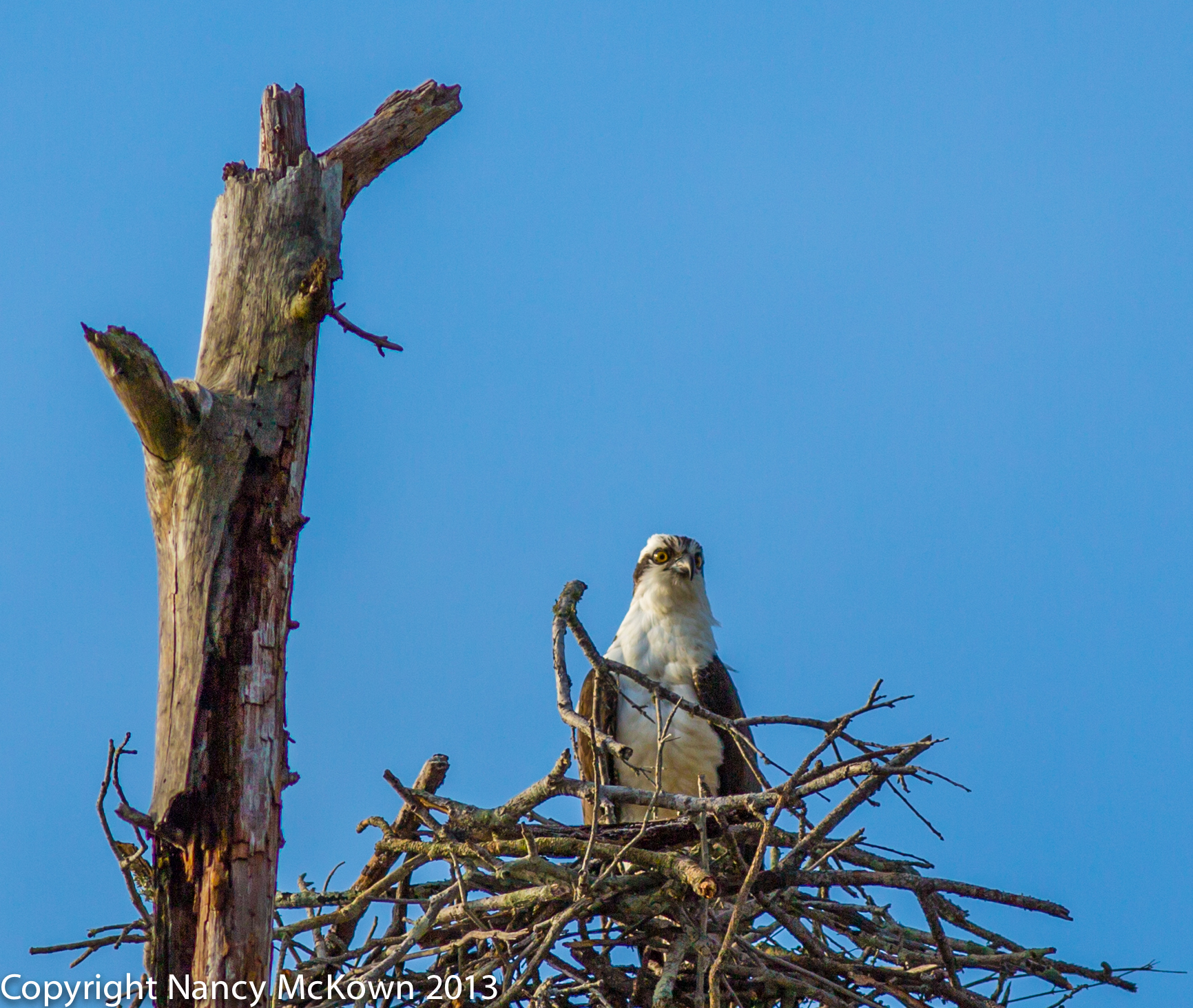 Photograph of Osprey Sitting in Nest