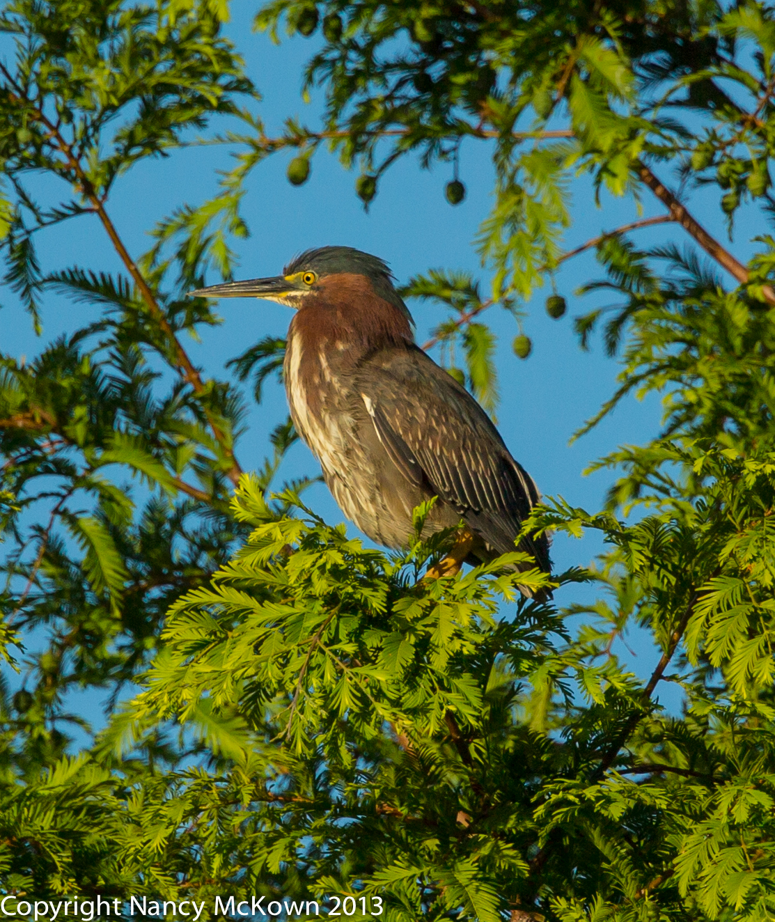 Green Heron in Dawn Redwood Tree