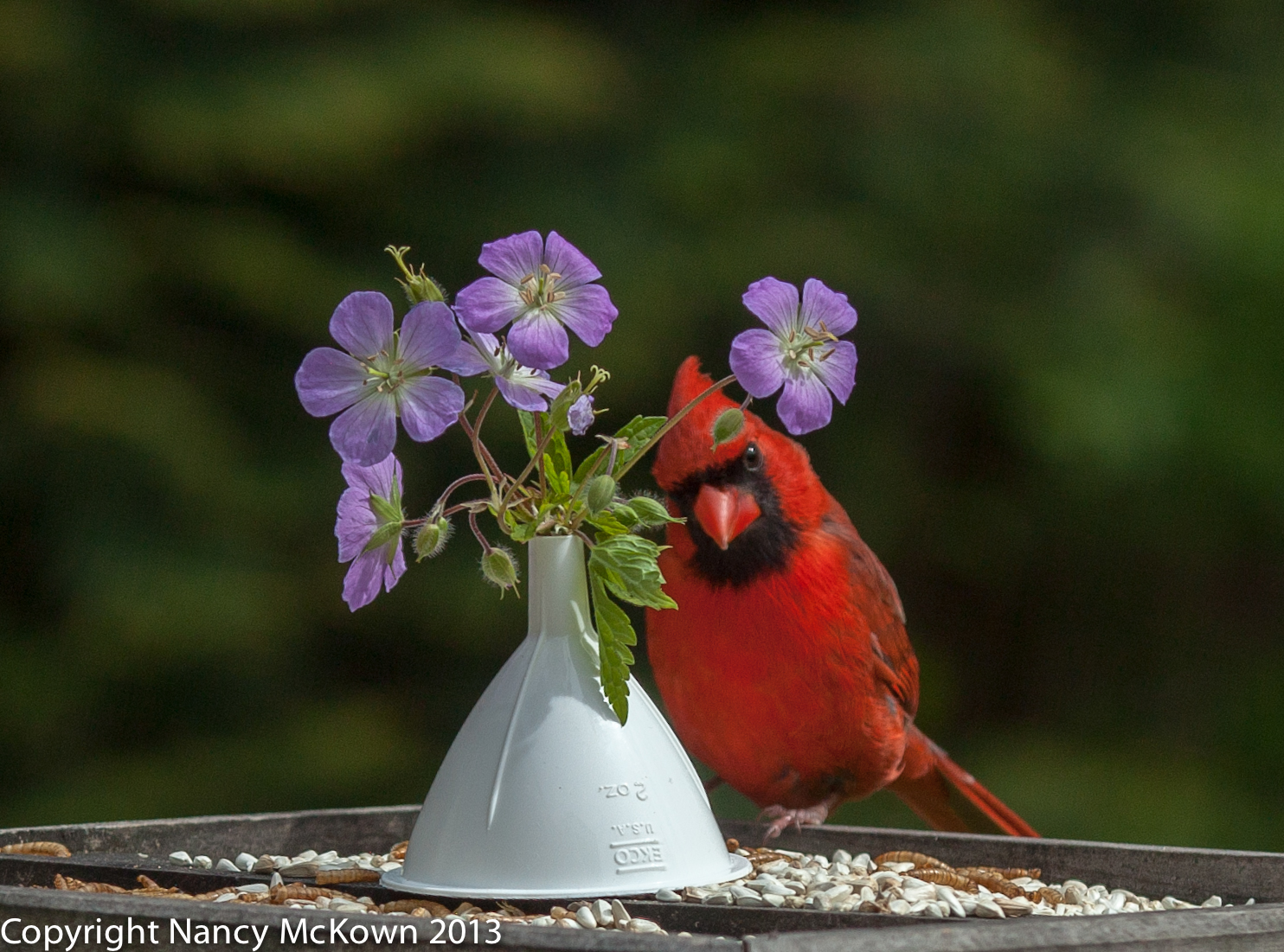 Male Cardinal Posing with Flowers