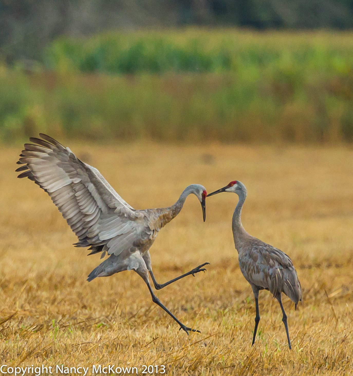 Sandhill Cranes Dancing | Welcome to NancyBirdPhotography.com