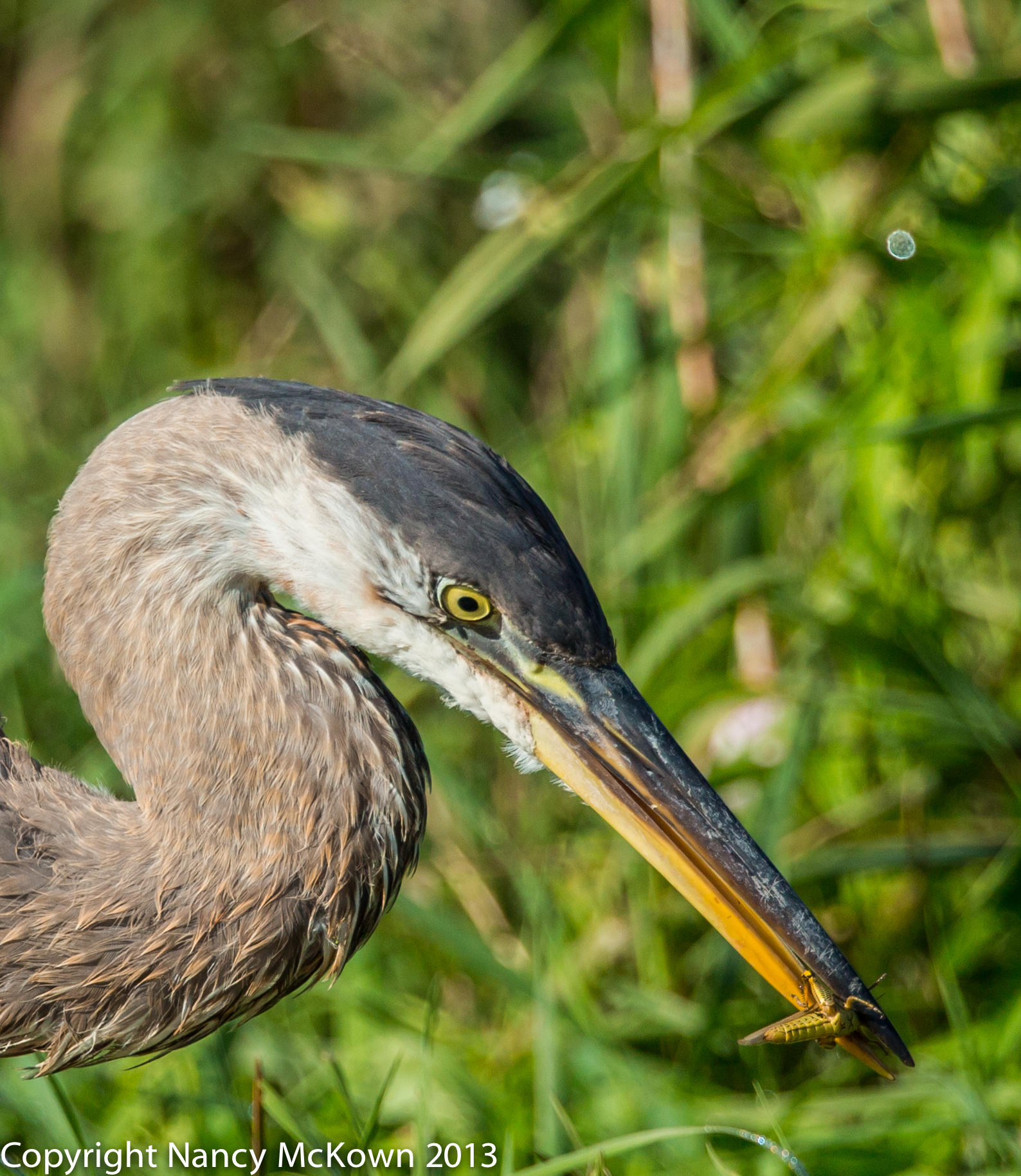 Photo of Blue Heron Eating Grasshopper