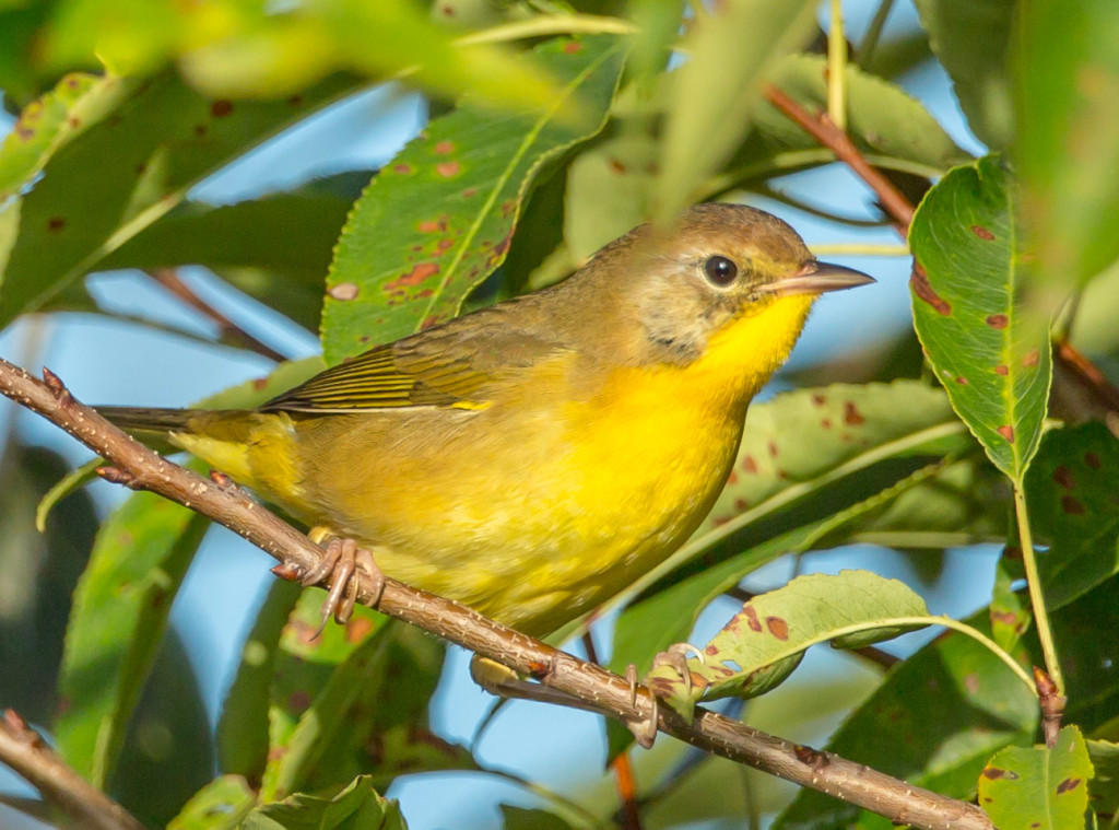 Photograph of a Female Magnolia Warbler | Welcome to ...