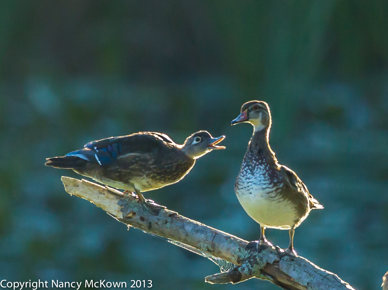 Photograph of Male and Female Wood Duck