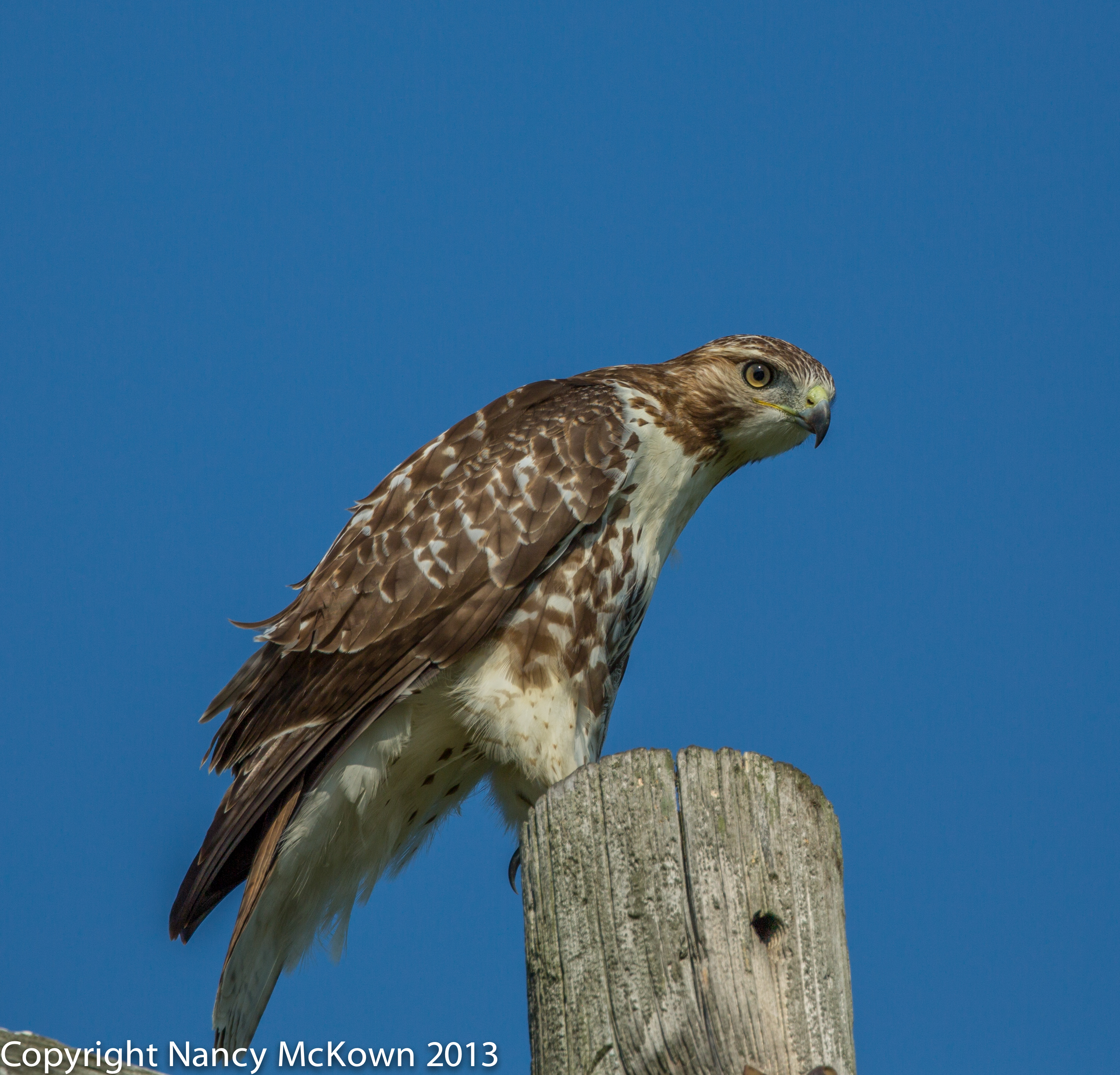 How to Photograph Red Tailed Hawk